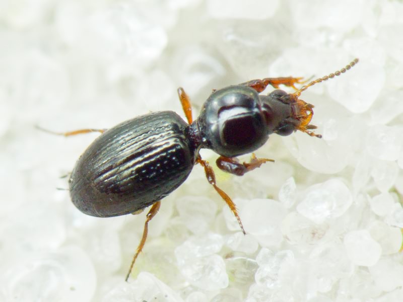 Dyschirius Bonelli, 1810